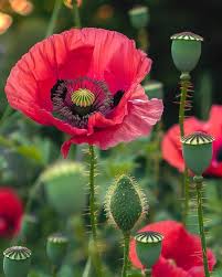 Image result for Papaver somniferum