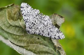 Attēlu rezultāti vaicājumam “Biston betularia”