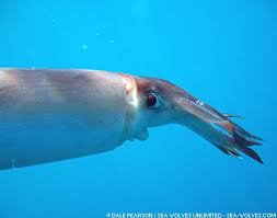 Image result for Dosidicus gigas