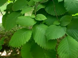 Attēlu rezultāti vaicājumam “Ulmus laevis leaf”