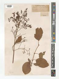 Attēlu rezultāti vaicājumam “Syringa reticulata subsp. amurensis”