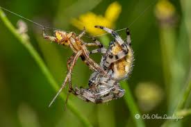 Attēlu rezultāti vaicājumam “Araneus quadratus male”