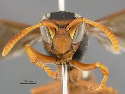 Attēlu rezultāti vaicājumam “Polistes”