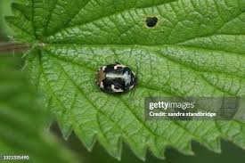 Attēlu rezultāti vaicājumam “Tritomegas bicolor”