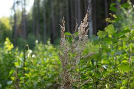 Attēlu rezultāti vaicājumam “Calamagrostis epigeios”