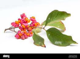 Attēlu rezultāti vaicājumam “Euonymus europaeus fruit”