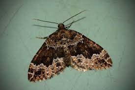 Attēlu rezultāti vaicājumam “Lampropteryx suffumata”