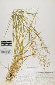 Attēlu rezultāti vaicājumam “Agrostis canina”