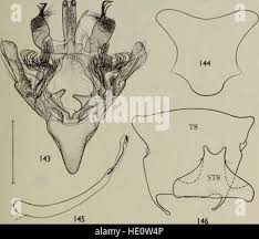 Attēlu rezultāti vaicājumam “Vouauxiomyces santessonii”