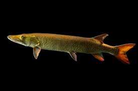 Image result for Esox masquinongy