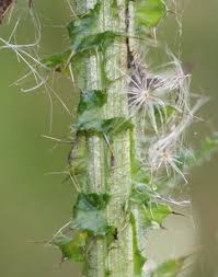 Attēlu rezultāti vaicājumam “Cirsium palustre leaf”