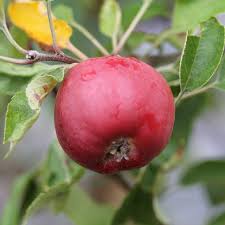 Attēlu rezultāti vaicājumam “Malus baccata fruit”