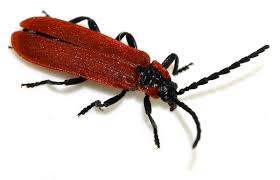 Attēlu rezultāti vaicājumam “Lygistopterus sanguineus”