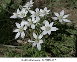 Attēlu rezultāti vaicājumam “Ornithogalum umbellatum”