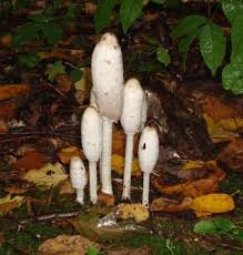 Image result for coprinus