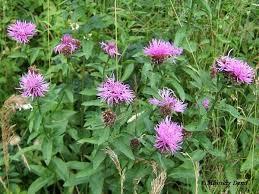 Attēlu rezultāti vaicājumam “Centaurea phrygia”