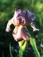 Attēlu rezultāti vaicājumam “Iridaceae”