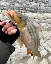 Image result for Cyprinus multitaeniatus