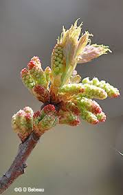 Attēlu rezultāti vaicājumam “Quercus robur female flower”