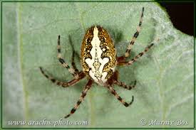 Attēlu rezultāti vaicājumam “Aculepeira ceropegia”