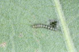 Attēlu rezultāti vaicājumam “Cucullia verbasci larva”