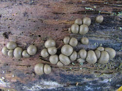 Attēlu rezultāti vaicājumam “Badhamia affinis spores”