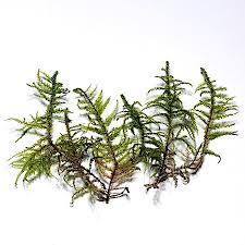 Attēlu rezultāti vaicājumam “Eurhynchium angustirete”