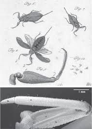 Attēlu rezultāti vaicājumam “Nepa cinerea”