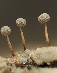 Attēlu rezultāti vaicājumam “Physarum leucopus stalked”