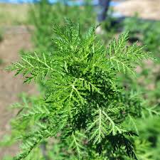 Image result for Artemisia annua