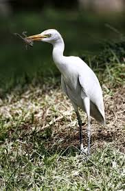 Attēlu rezultāti vaicājumam “Bubulcus ibis”