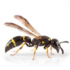 Attēlu rezultāti vaicājumam “Symmorphus sp.”