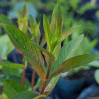 Attēlu rezultāti vaicājumam “Lythrum salicaria fruit”
