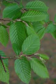 Attēlu rezultāti vaicājumam “Carpinus betulus leaf”