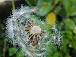 Image result for diente de leon