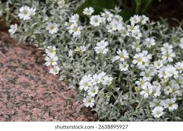 Attēlu rezultāti vaicājumam “Cerastium tomentosum leaf”