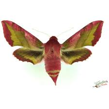 Attēlu rezultāti vaicājumam “Deilephila porcellus”