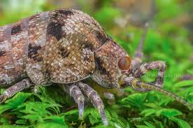 Attēlu rezultāti vaicājumam “Heteropterus morpheus upperside”