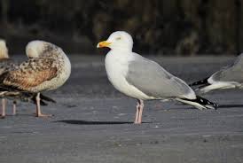 Attēlu rezultāti vaicājumam “Larus argentatus adult”