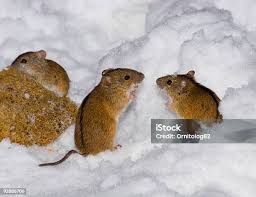 Attēlu rezultāti vaicājumam “Apodemus agrarius”