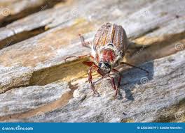 Attēlu rezultāti vaicājumam “Melolontha hippocastani”