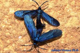 Attēlu rezultāti vaicājumam “Zygaenidae”