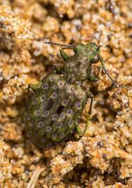 Attēlu rezultāti vaicājumam “Elaphrus cupreus”