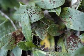 Attēlu rezultāti vaicājumam “Pilosella officinarum leaf”