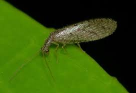 Attēlu rezultāti vaicājumam “Hemerobius perelegans”