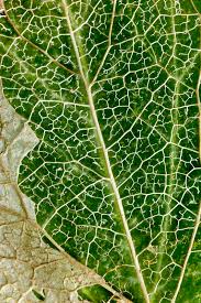 Attēlu rezultāti vaicājumam “Hedera helix  leaf”