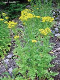 Attēlu rezultāti vaicājumam “Jacobaea vulgaris leaf”