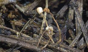 Attēlu rezultāti vaicājumam “Heyderia pusilla”