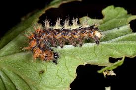 Attēlu rezultāti vaicājumam “Polygonia c-album larva”