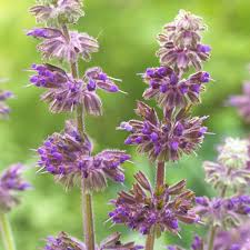 Image result for Salvia verticillata